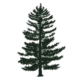 procesionaria pino